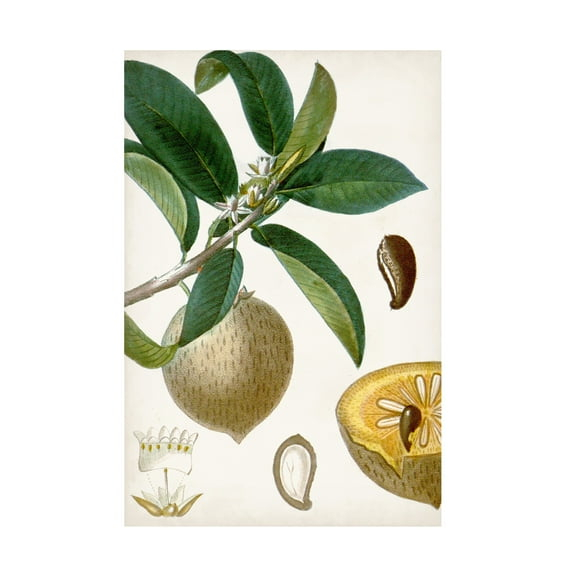 Turpin 'Turpin Tropical Fruit I' Canvas Art