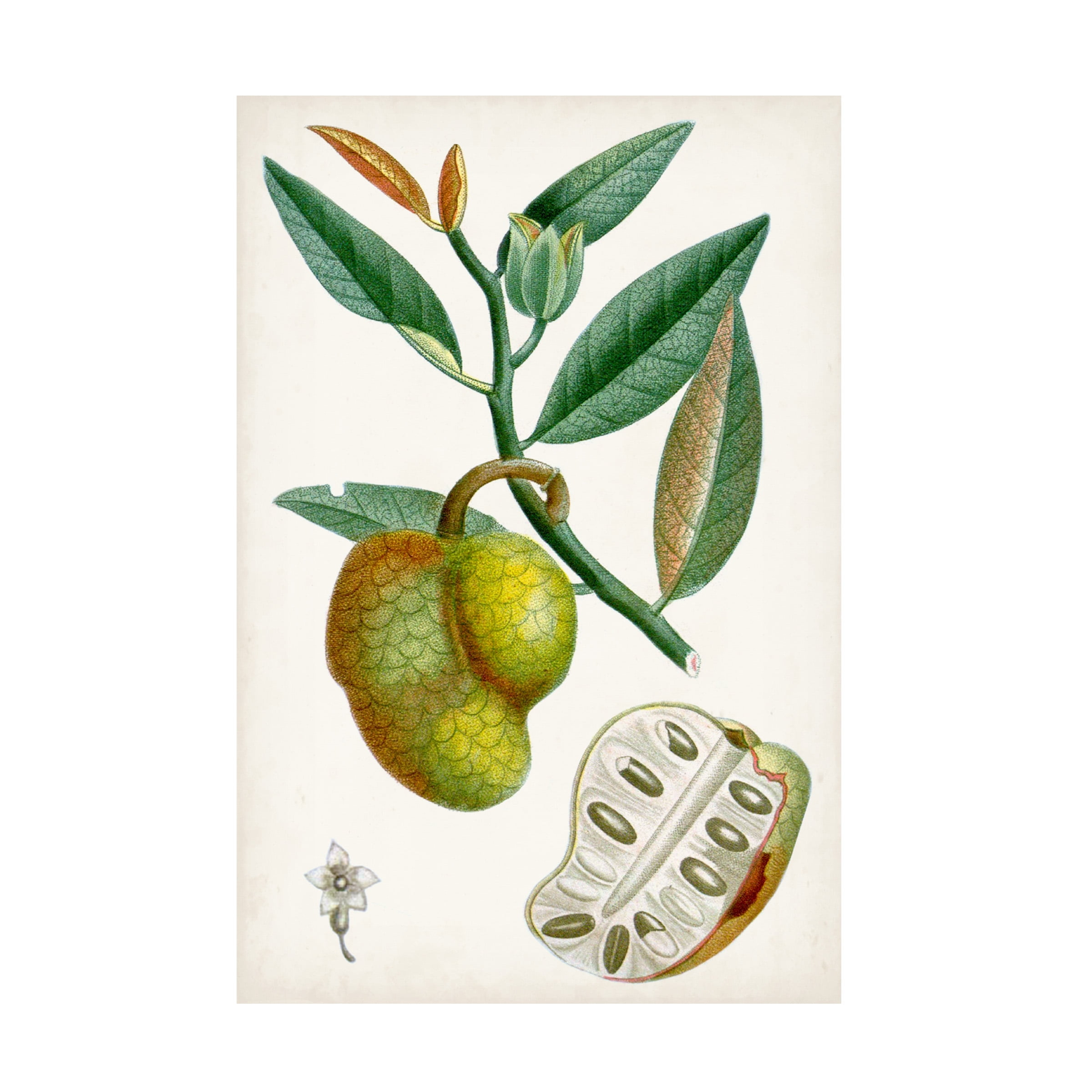 Turpin 'Turpin Tropical Fruit III' Canvas Art