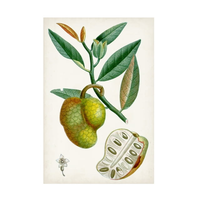Turpin 'Turpin Tropical Fruit III' Canvas Art