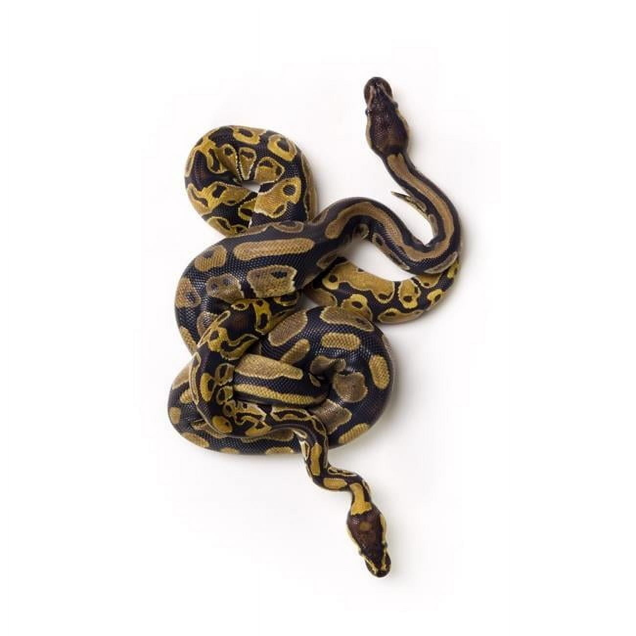 Two Ball Python Snakes Intertwined Poster Print