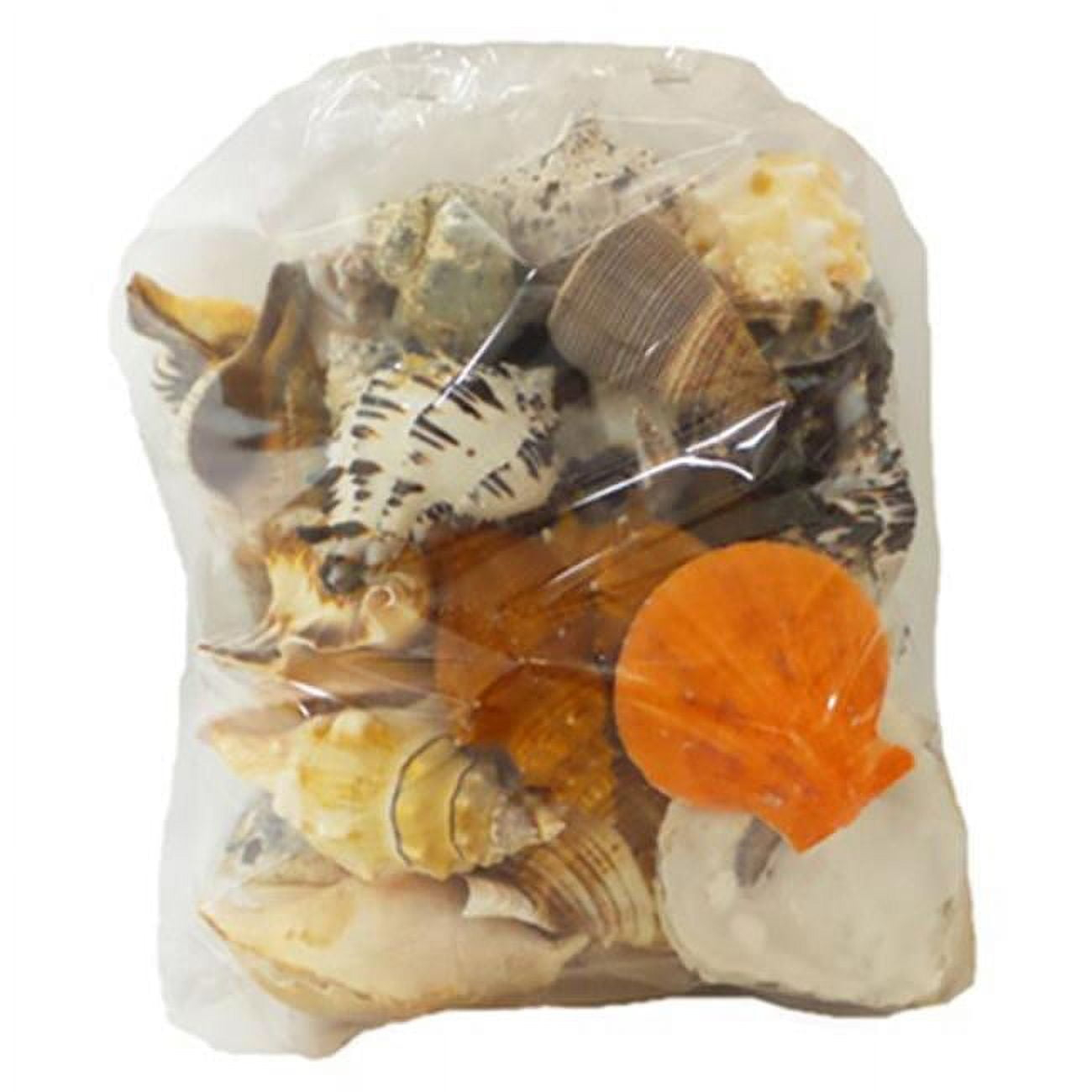 U.S. Shell 08011 Large Seashells World Mix - 5 lbs