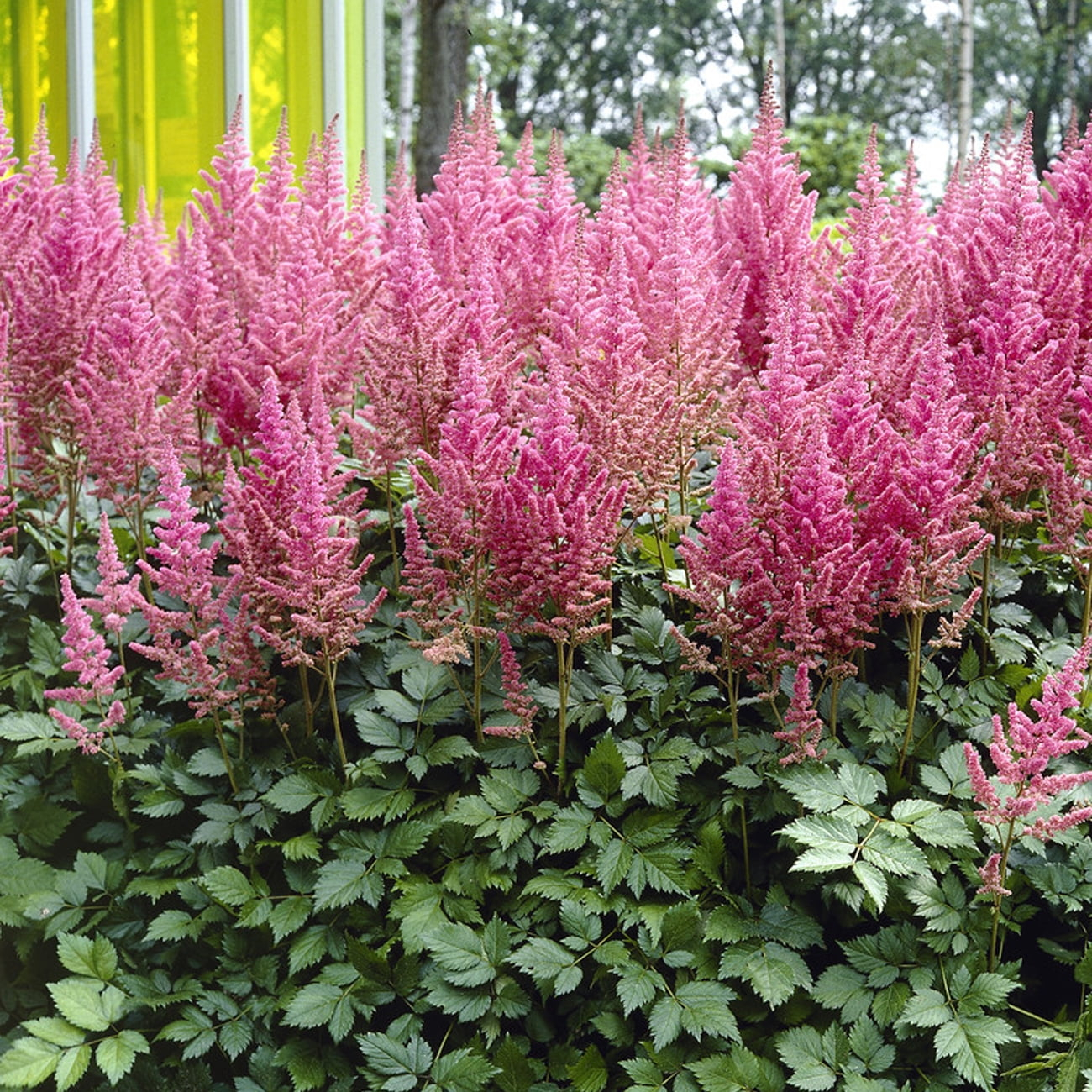 Van Zyverden Astilbe Visions® 3 Plant Roots Multicolor Partial Shade Perennial Pollinator 1 lb