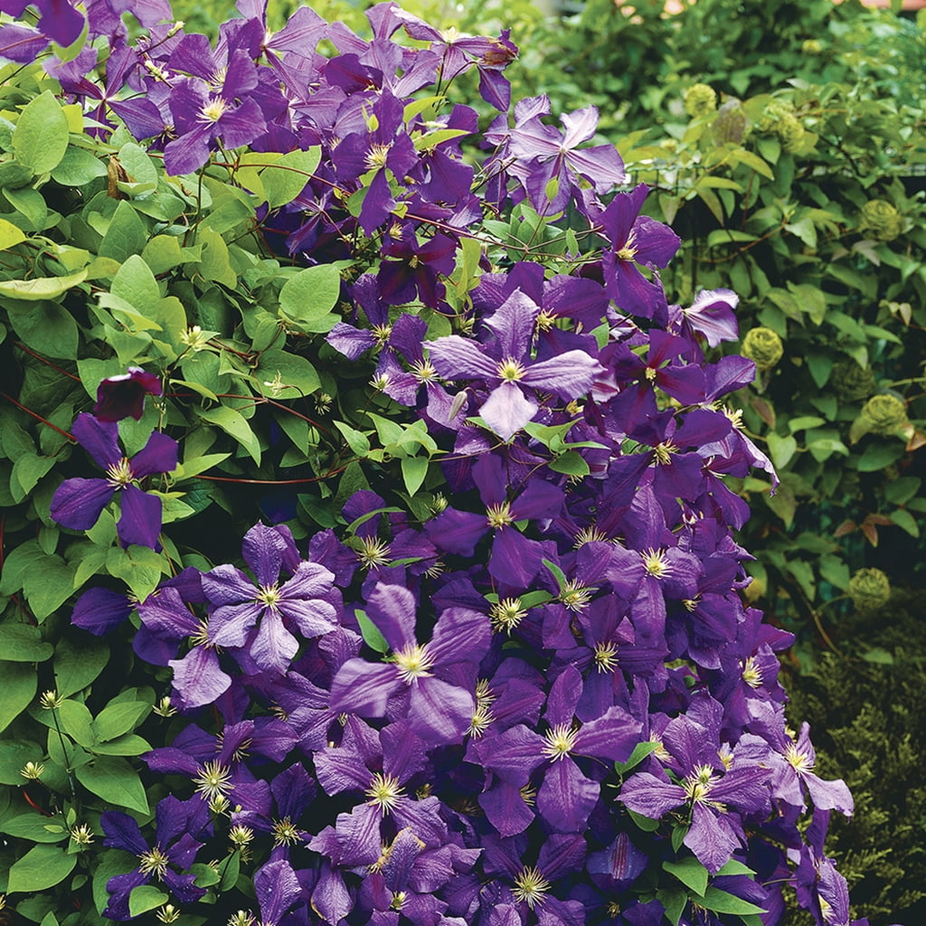 Van Zyverden Clematis Jackmanii Set of 1 Plant Purple Partial Sun Deer Resistant 1 lb