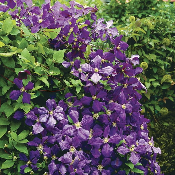 Van Zyverden Clematis Jackmanii Set of 1 Plant Purple Partial Sun Deer Resistant 1 lb