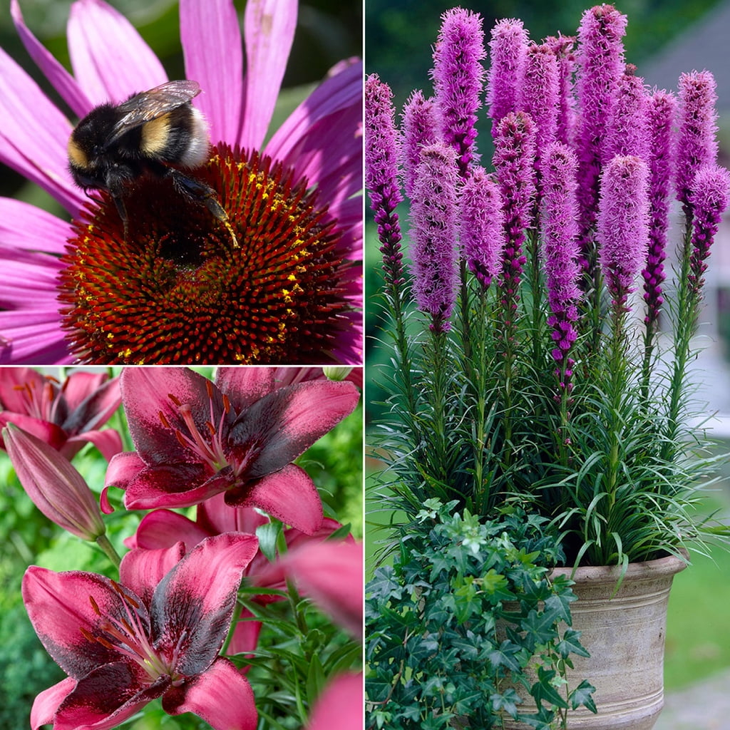 Van Zyverden Color Your Garden Purple Collection Set of 37 Bulbs Purple Partial Sun Perennial Easy to Grow 5 lbs