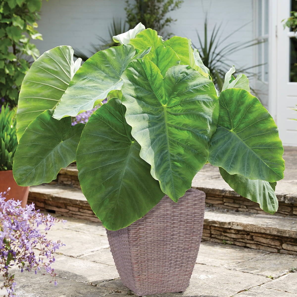 Van Zyverden Elephant Ear Patio Kit with Decorative Rattan Planter