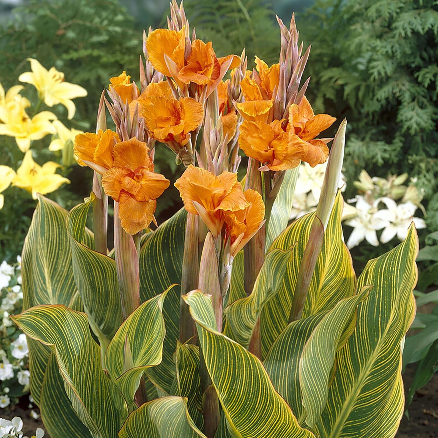 Van Zyverden Giant Cannas Striata Set of 9 Bulbs Orange Full Sun Annual Deer Resistant