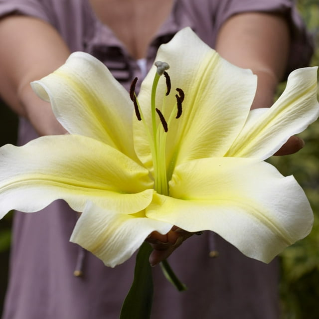 Van Zyverden Lilies Big Brother Set of 7 Bulbs Yellow Partial Sun Easy to Grow 2 lbs