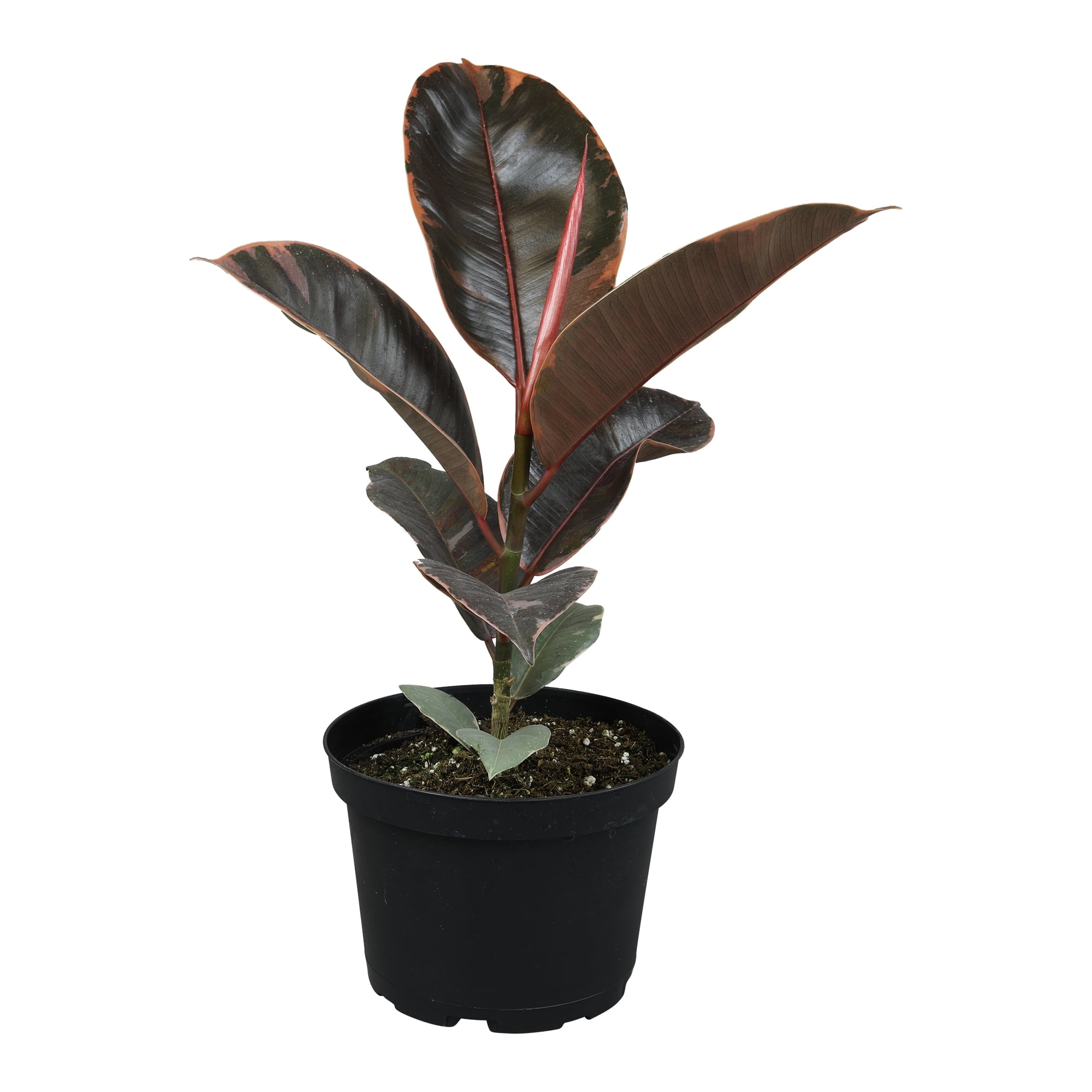 Variegated Ficus Ruby Rubber Tree Plant | 6in Decor Pot; Indirect Light | Element by Altman Plants