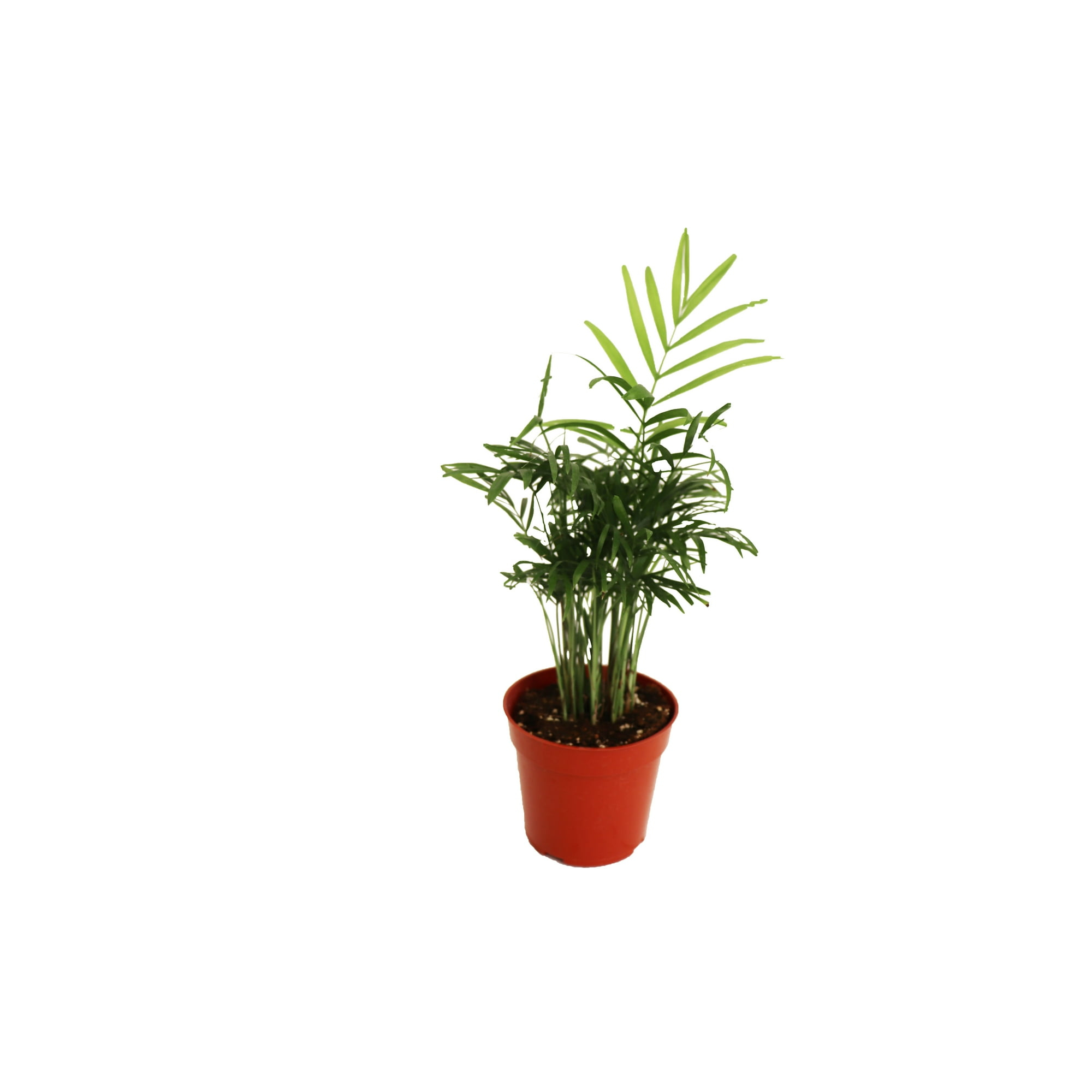 Victorian Parlor Palm (Neanthe Bella Palm) - 4'' from California Tropicals