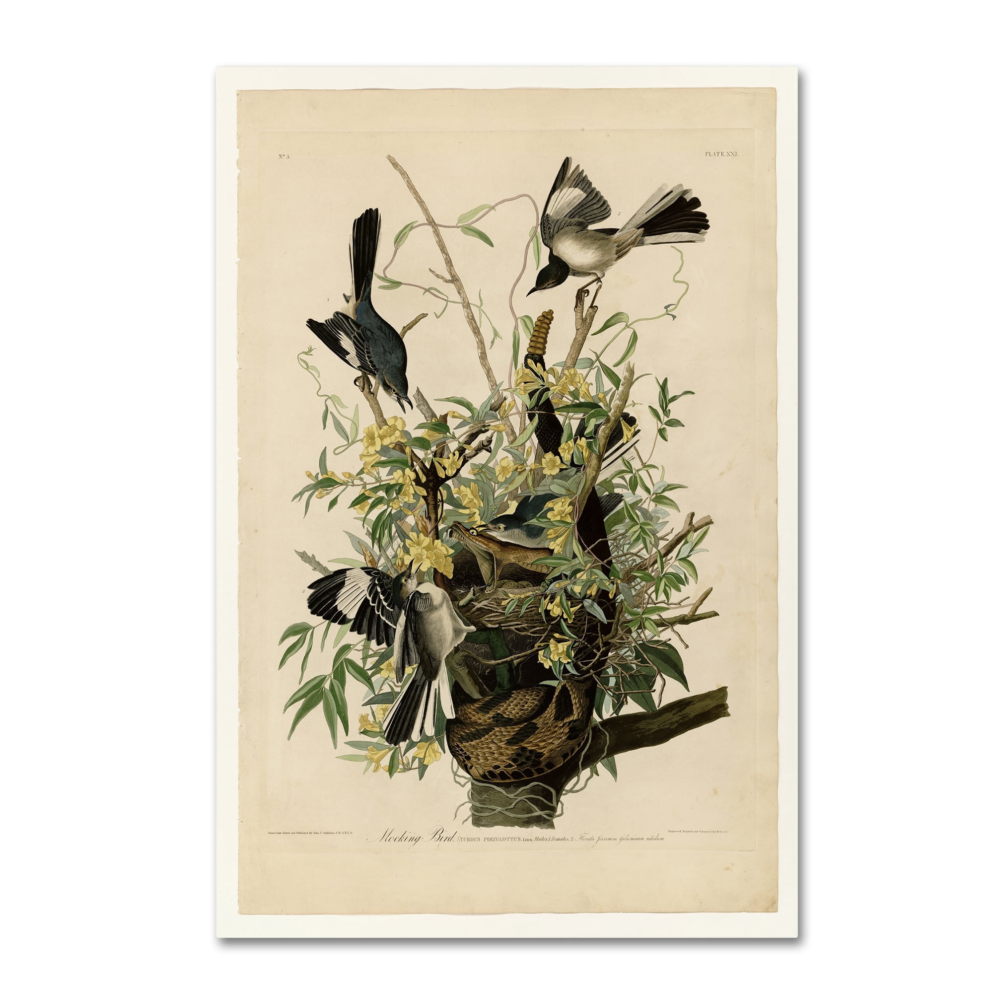 John James Audubon 'Mocking Birds and Snake II' Canvas Art