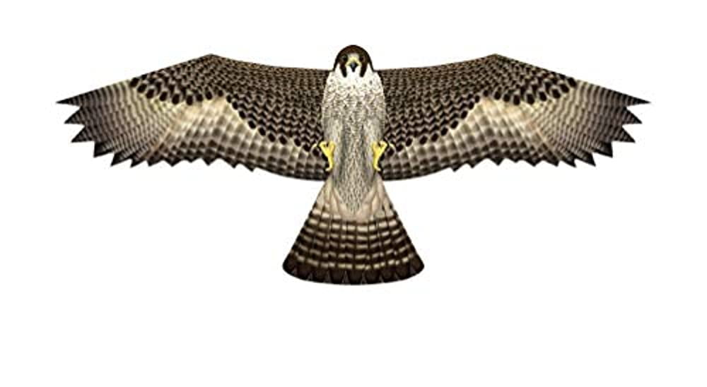 Brain Storm X Kites Birds of Prey Kite 48 Falcon