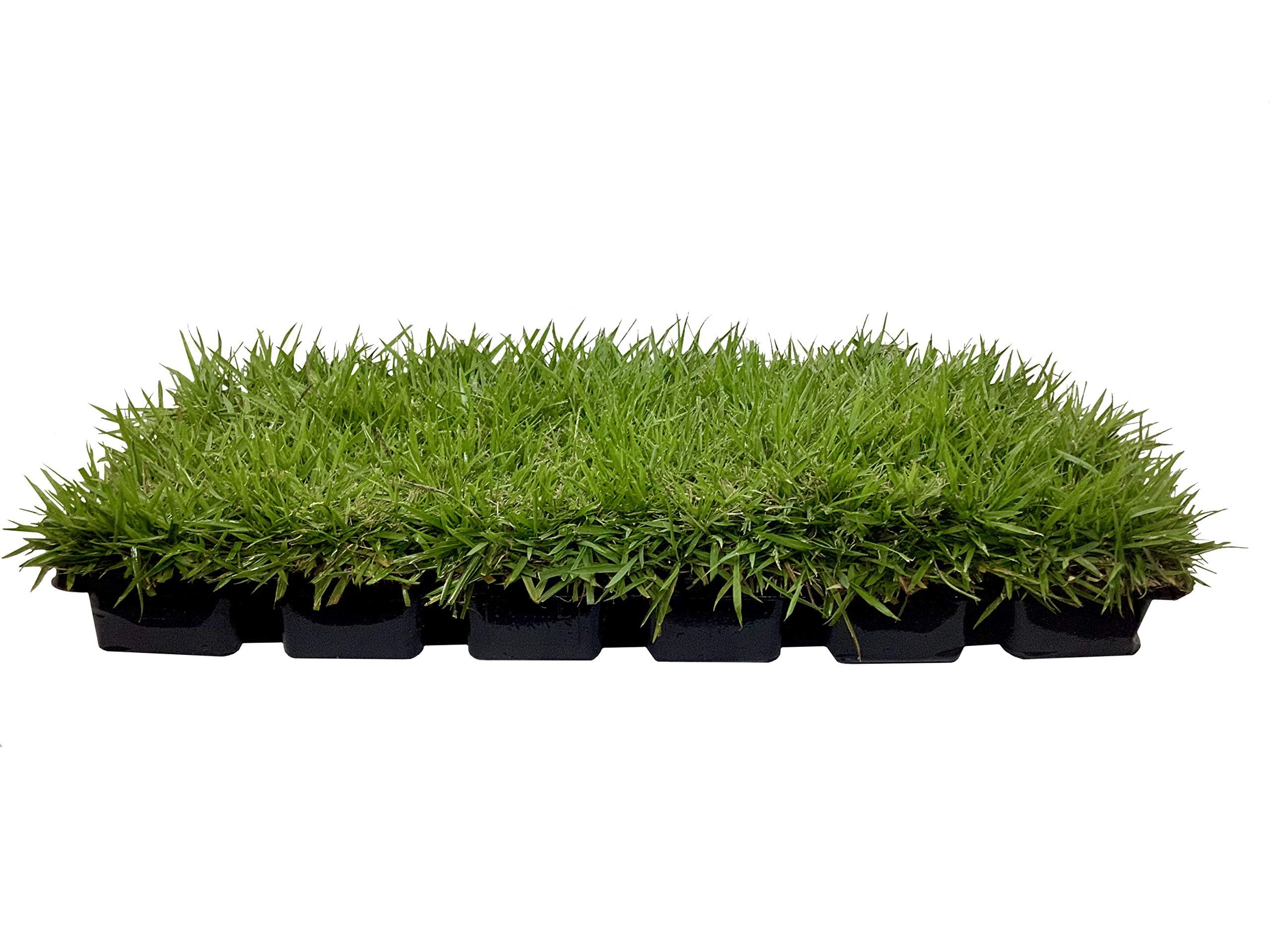 Florida Foliage Zoysia Sod Plugs - Large 3" x 3" Plugs - 18 Count Tray - Drought, Salt & Shade Tolerant Turf Grass