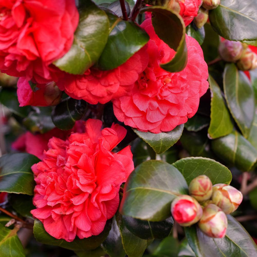 2.5 Qt. Professor Sargent Camellia Japonica Plant with Red Blooms
