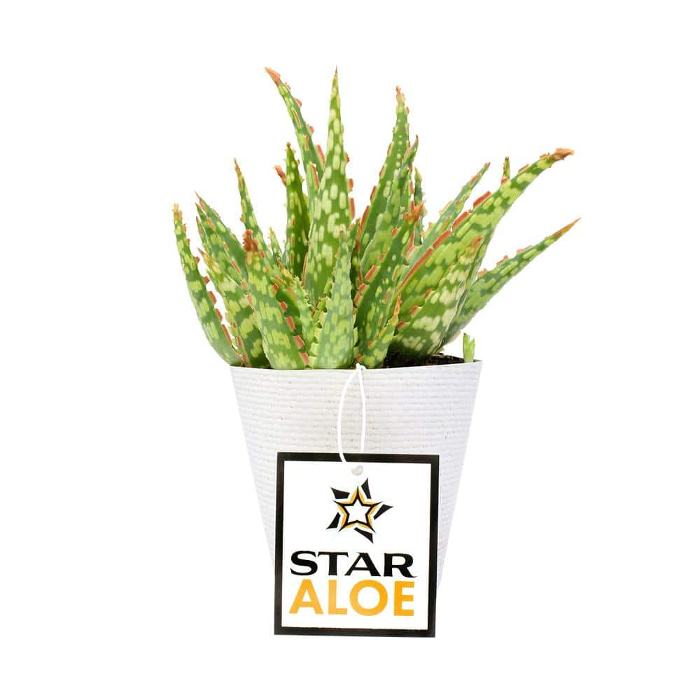 Altman Plants Colorful Star Aloe | Unique Houseplant Gift | 3.5 in Pot | Easy Plant Care | Full Sun