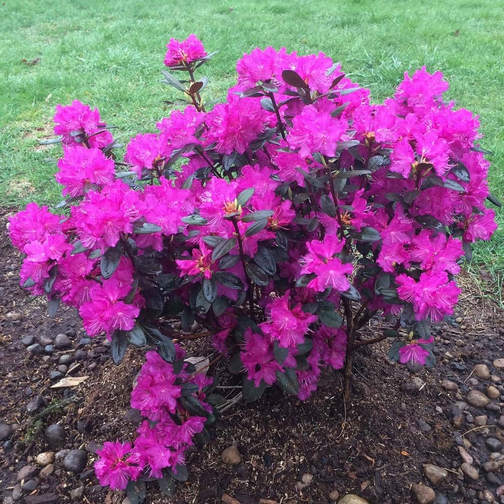 P.J. Mezitt Elite Star Purple Flowering Rhododendron Broadleaf Evergreen Starter Shrub, One Plant per Offer