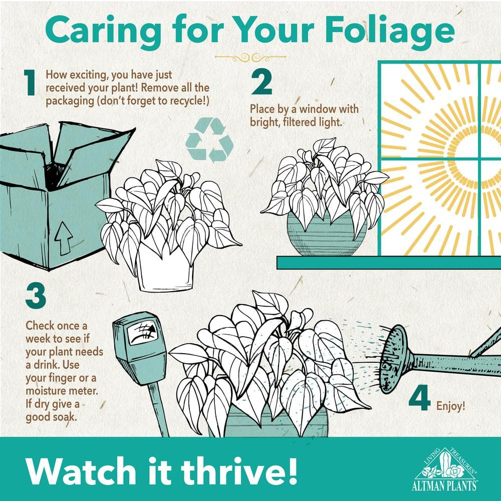 Altman Plants White Anthurium, 14-18" Tall Flamingo Flower, Air Purifying Easy Houseplant