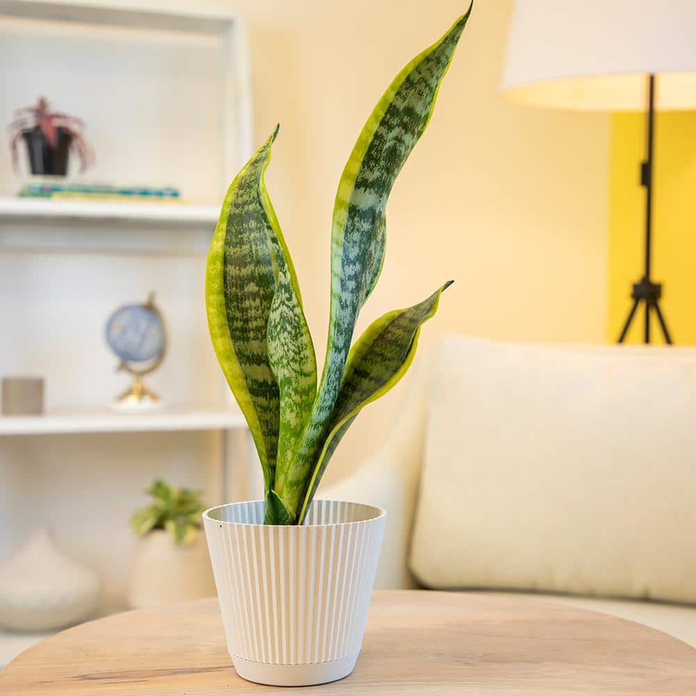Striped and Variegated Live Snake Plant (Sansevieria Laurentii) Air Purifying Houseplant in 4.25 in. Grower Pot