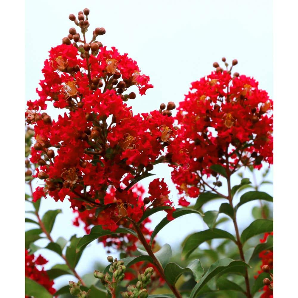 3 Gal. Bloomables Bellini Strawberry Crape Myrtle Shrub with Red Flowers