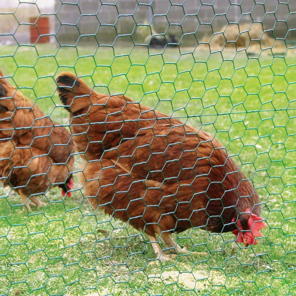 YARDGARD Chicken Wire 2 Inch Mesh 48 Inch X 150 Foot 20 Gauge Galvanized Steel Wire Fence Ideal for Crafting, Garden Protection, Bird Enclosures, Chicken Coops, Poultry Netting and Rabbit Fencing