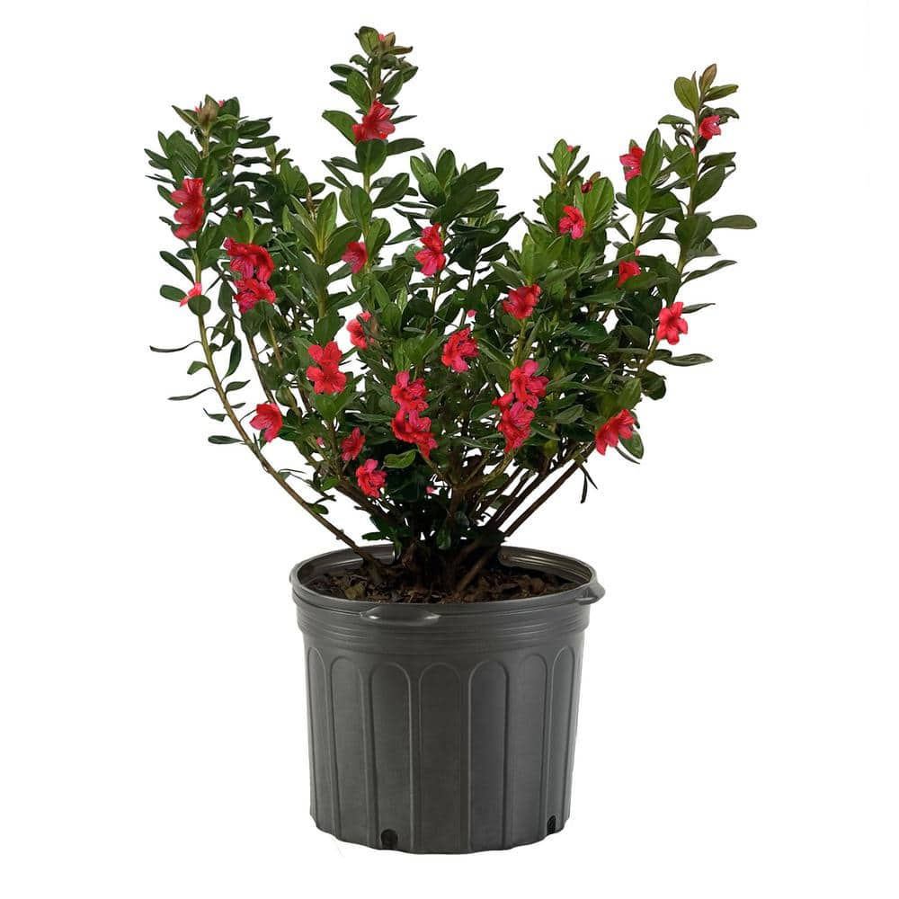1 Gallon Red Midnight Flare Azalea Shrub with Green Foliage