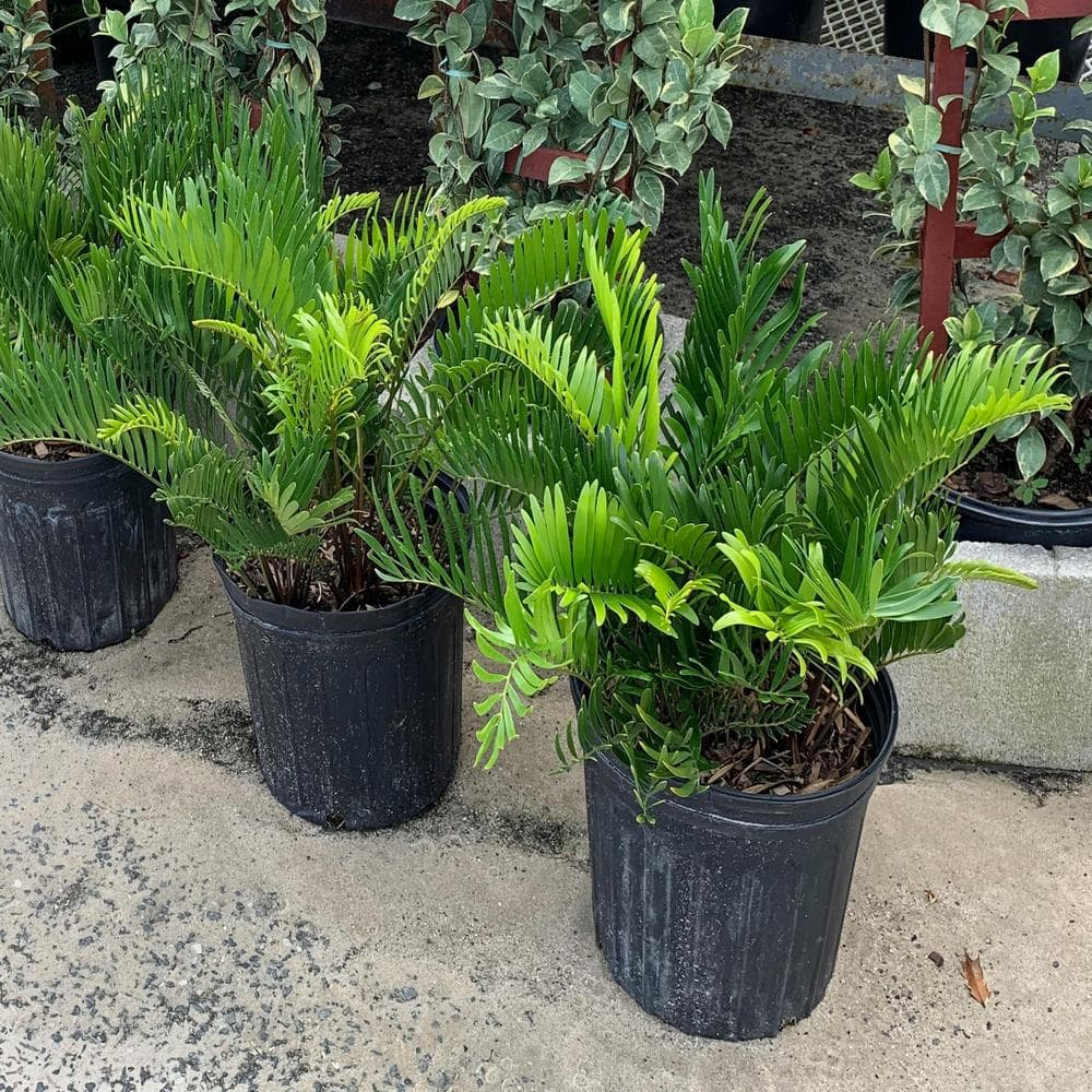 OnlinePlantCenter OnlinePlantCenter Live Foliage Plant in Pot