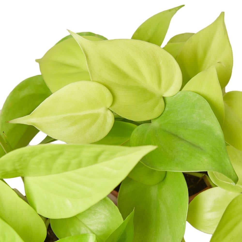House Plant Shop House Plant Shop Live Foliage Plant