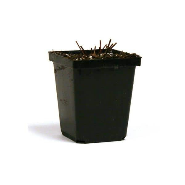 Van Zyverden Clematis Jackmanii Set of 1 Plant Purple Partial Sun Deer Resistant 1 lb
