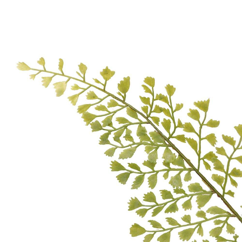 A & B Home Fern Bush