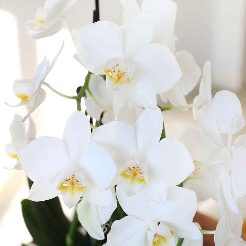 Just Add Ice 15-20" White and Yellow Petite Orchid Live Plant in 3" White Ceramic Pot, House Plant