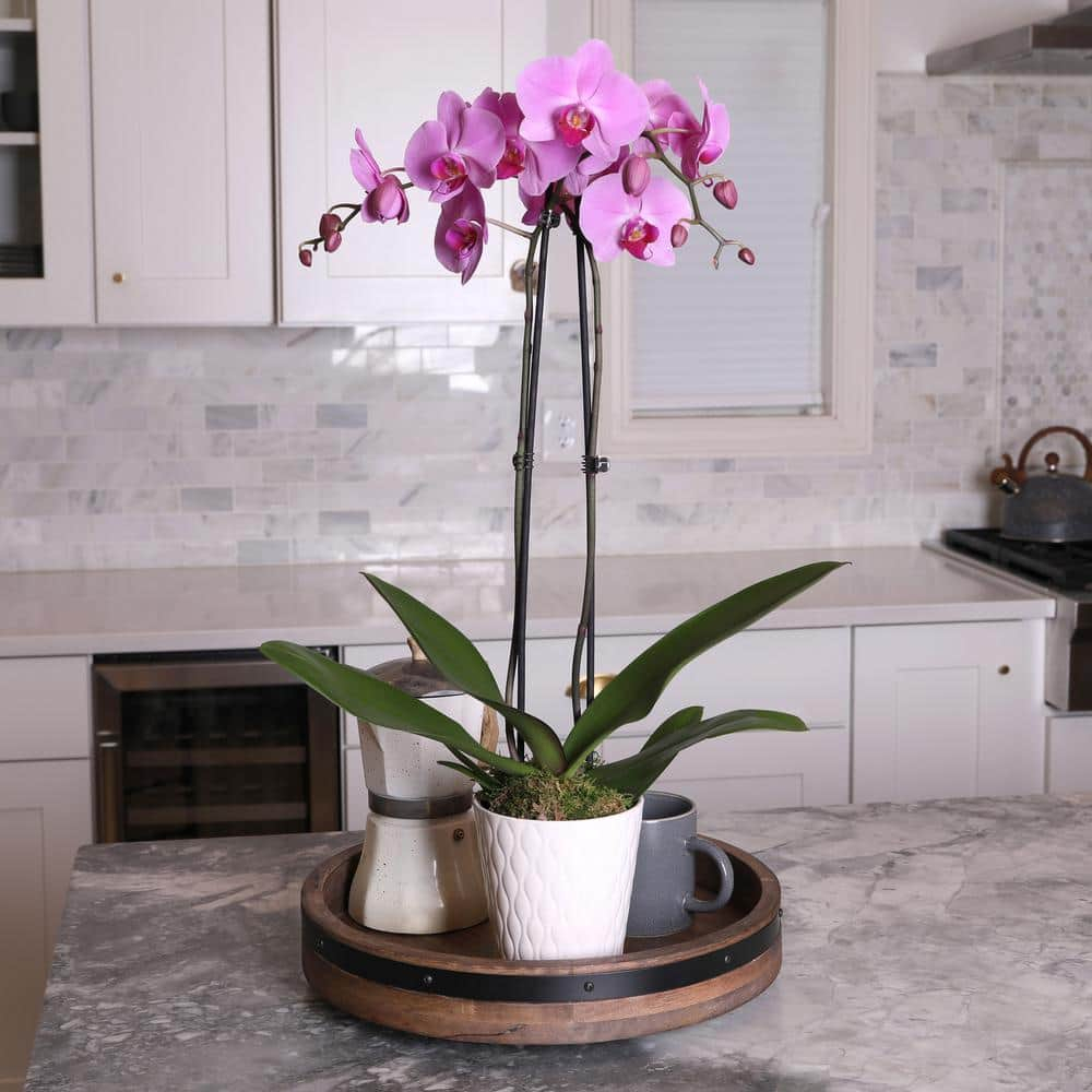 Just Add Ice 16-30" Pink Premium Orchid Live Plant in 5" White Ceramic Pot, House Plant