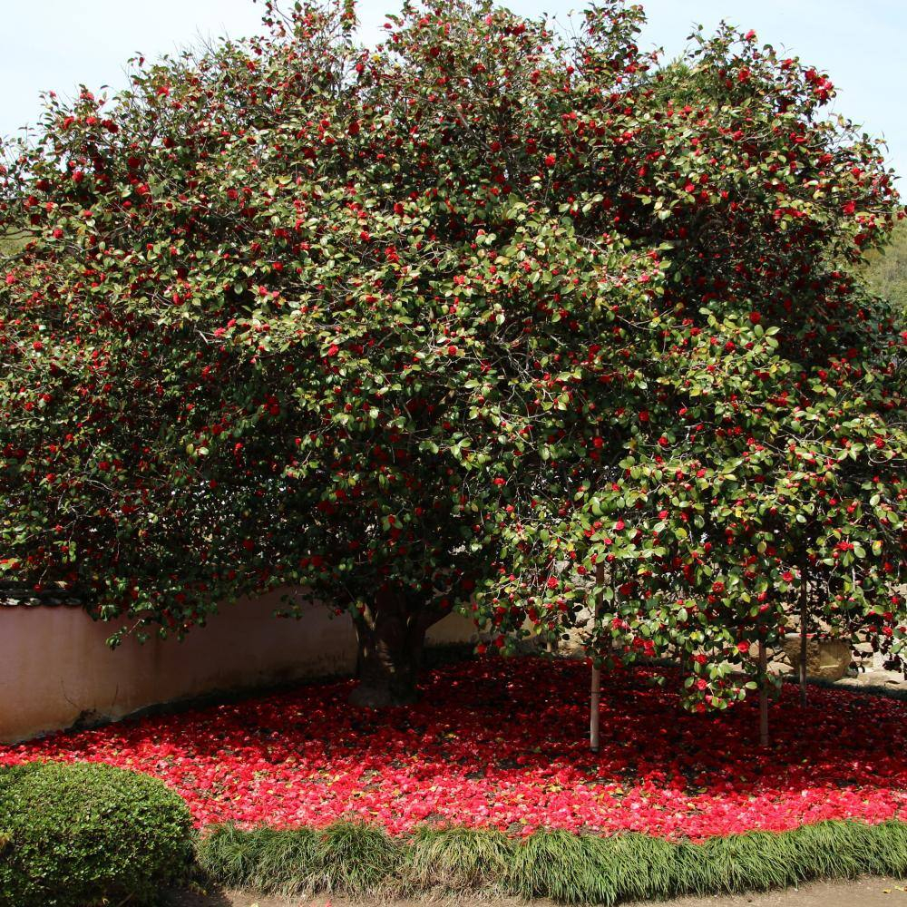 2.5 Qt. Professor Sargent Camellia Japonica Plant with Red Blooms