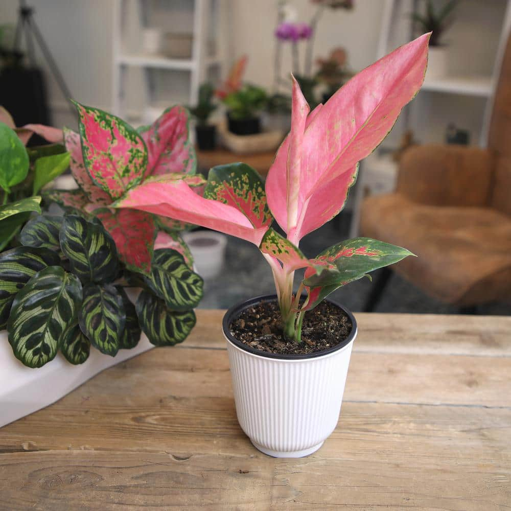 Aglaonema China Red | Pink Houseplant | 4.25in. Decor Pot; Indirect Light | Element by Altman Plants