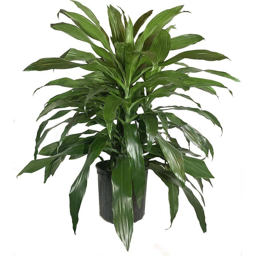 Large Dark Green Dracaena Janet Craig in Black Plastic Grower Pot