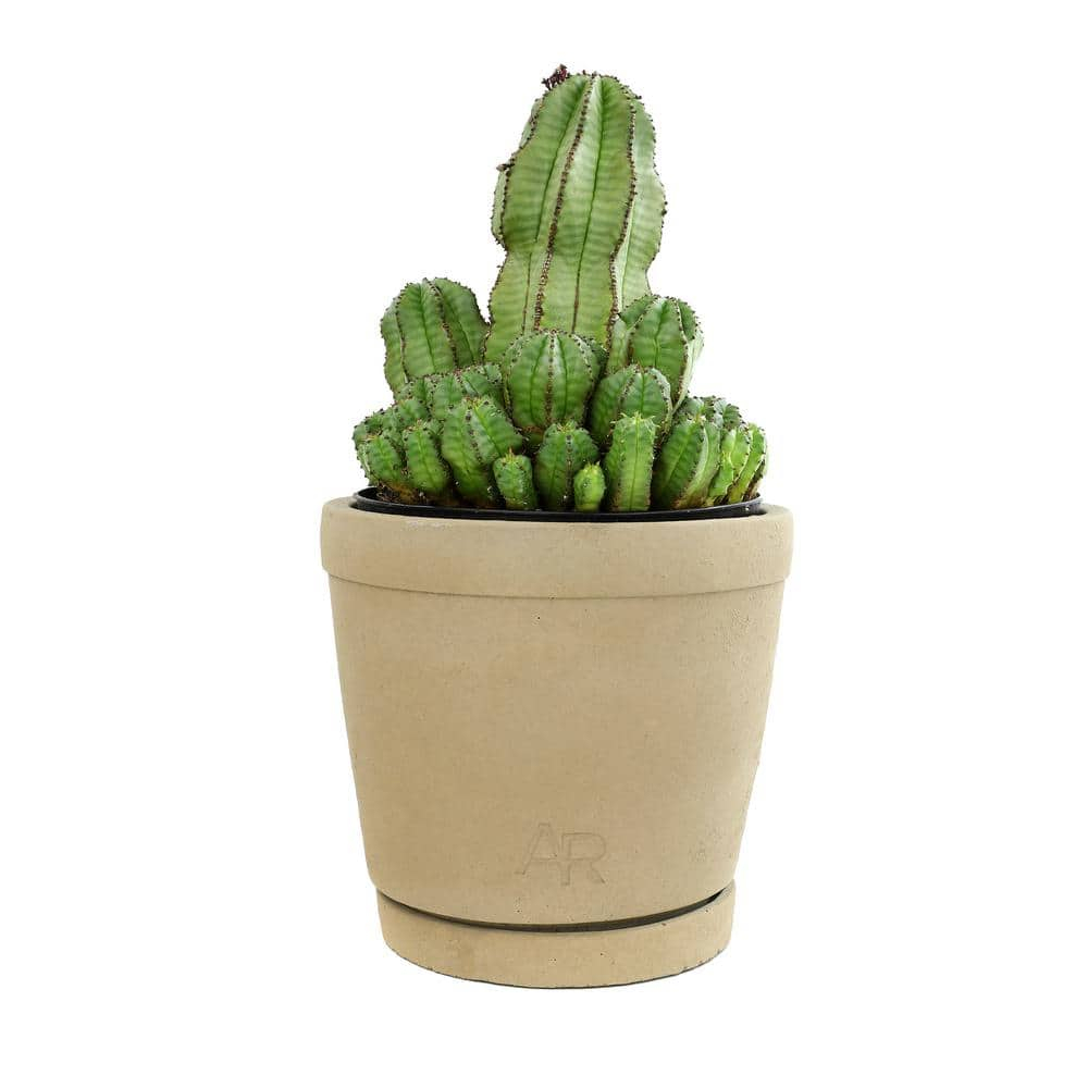 Altman Plants Tanzanian Zipper Plant, Euphorbia Cactus | 6in Décor Pot, Filtered Sun, Exotic Plant