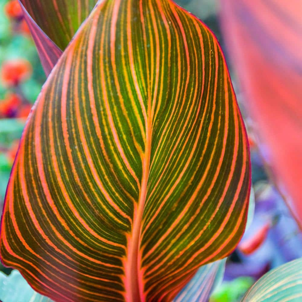 Phasion Giant Variegated Canna Lily Dormant Summer Flowering Bare Roots (3-Pack)