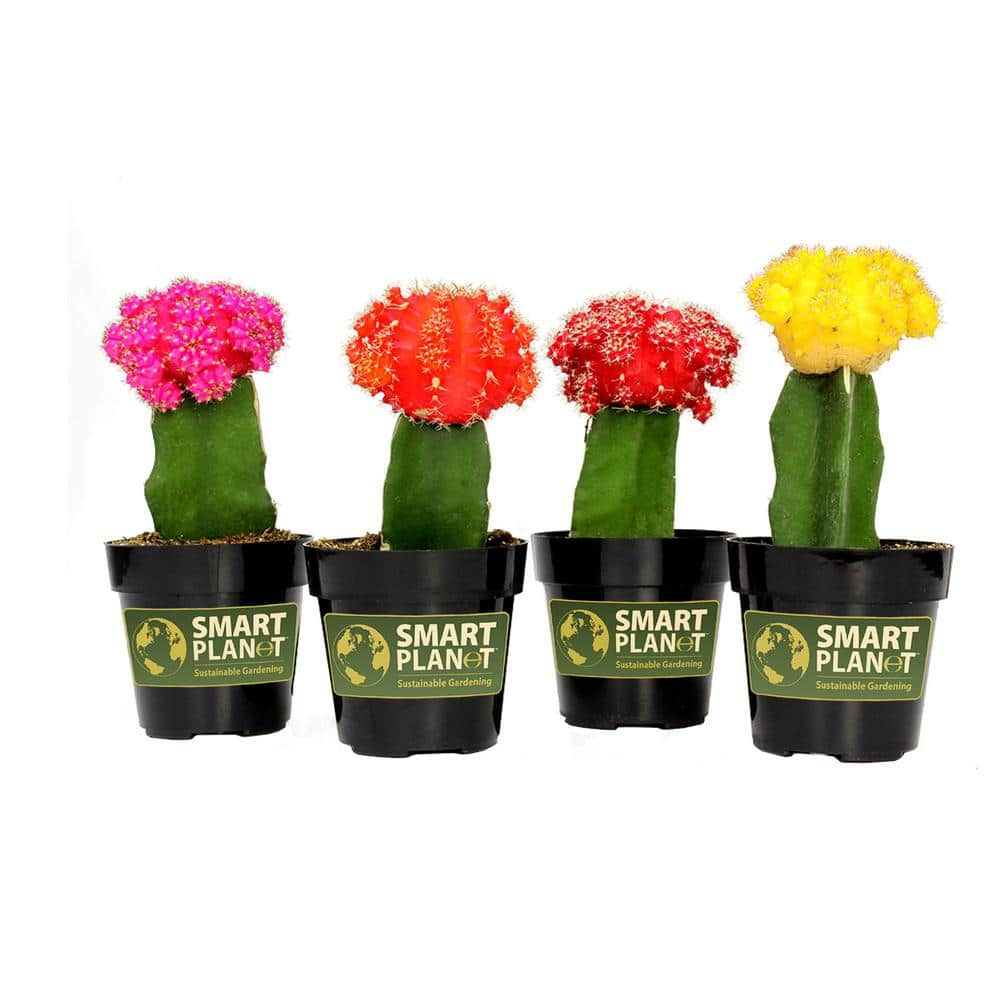 Altman Specialty Plants Live Cactus Plant in Nursery Pot