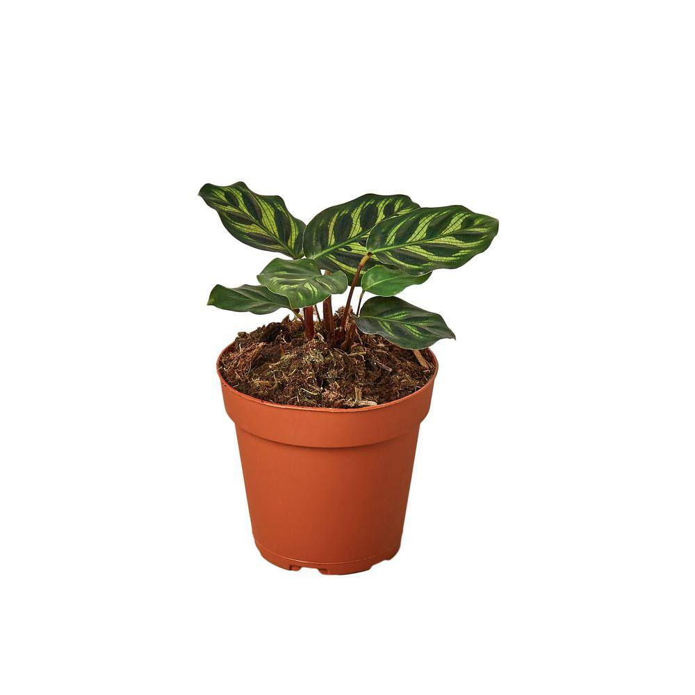House Plant Shop House Plant Shop Live Foliage Plant