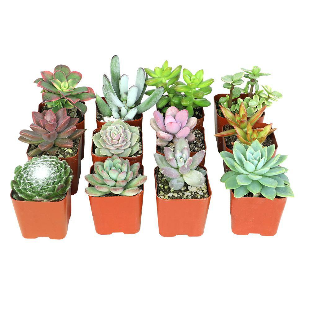 Element by Altman Plants 2" Multi-color Succulent Live Plants (12 Pack)