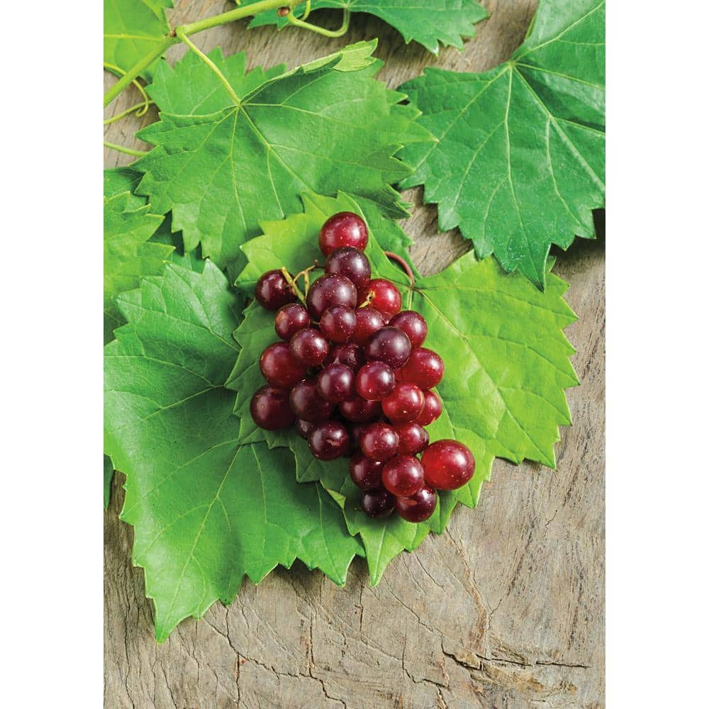 RazzMatazz Muscadine Grape Vine, DOR, WAmant Bare Root Fruit Bearing Starter Plant (1-Pack)
