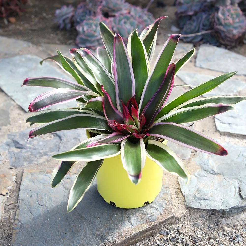 Altman Plants Neoregelia Rafael | Bromeliad Houseplant & Perennial | 4qt. Grow Pot; Indirect Light