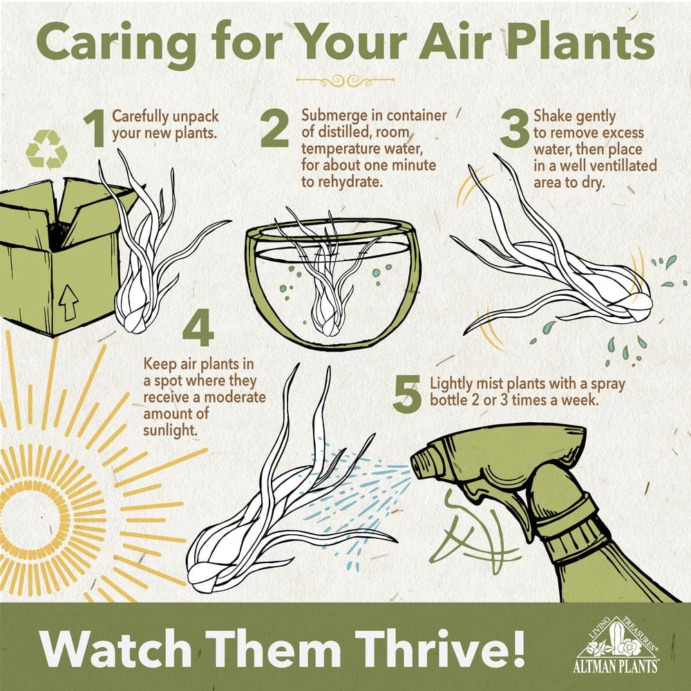 Altman Plants 4" Tillandsia Live Air Plants (12 Pack)