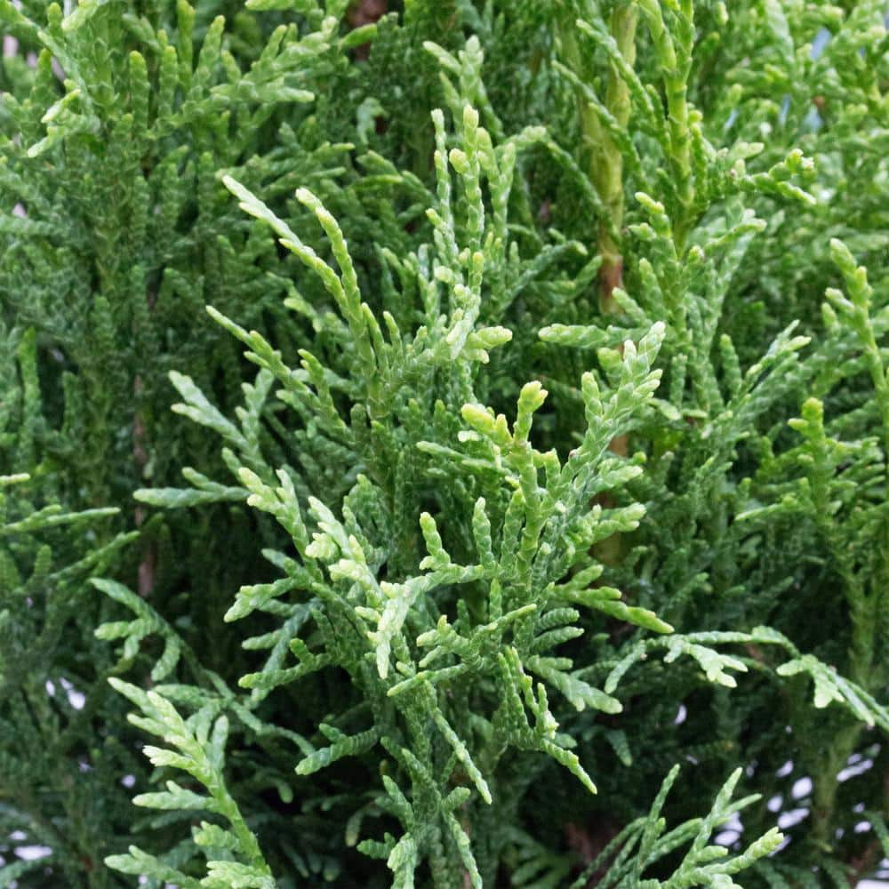 Emerald Green Arborvitae Live Shrub