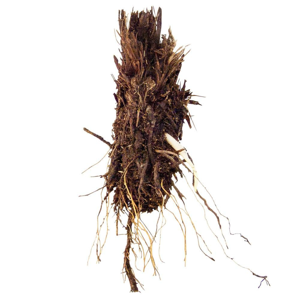 Tennessee Ostrich Fern Dormant Bare Root Starter Perennial Plant, 1-Pack