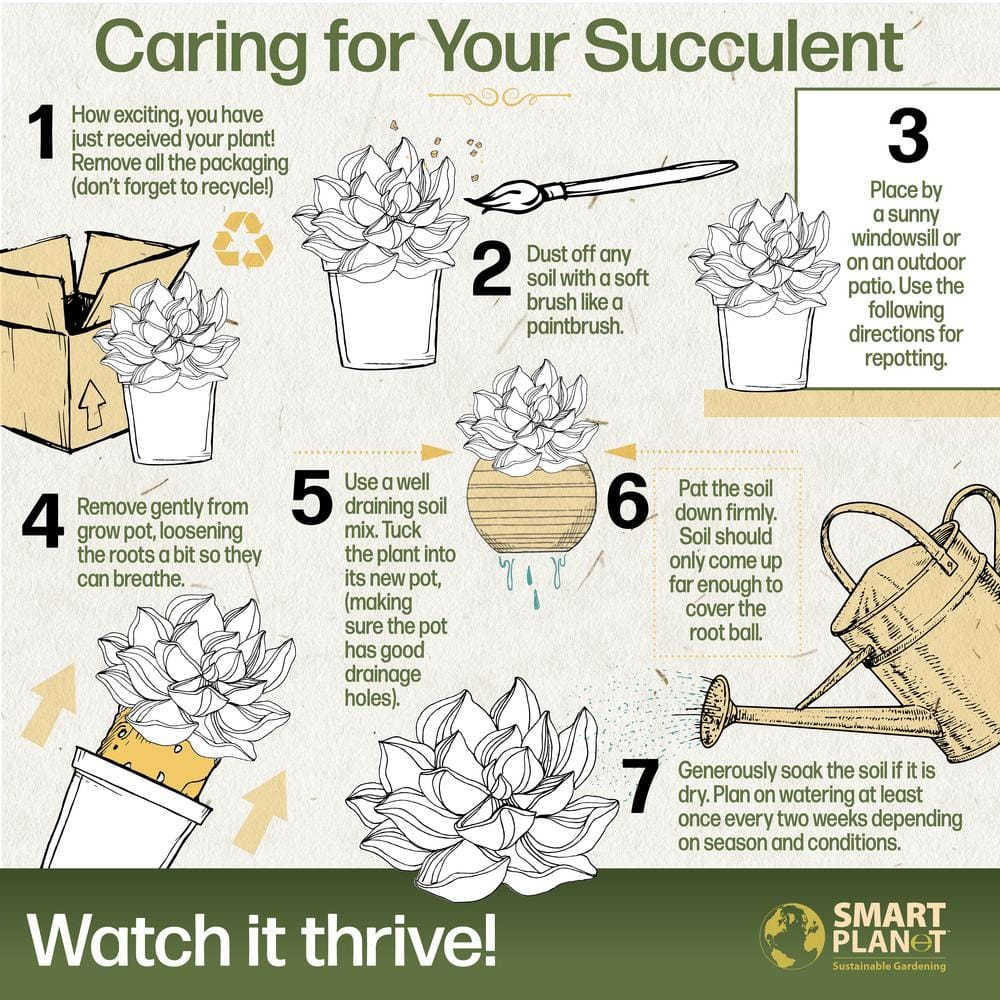 Altman Plants Living Stones Pet-safe Succulents 4-pack (Lithops) in 2.5 in. Grower Pots