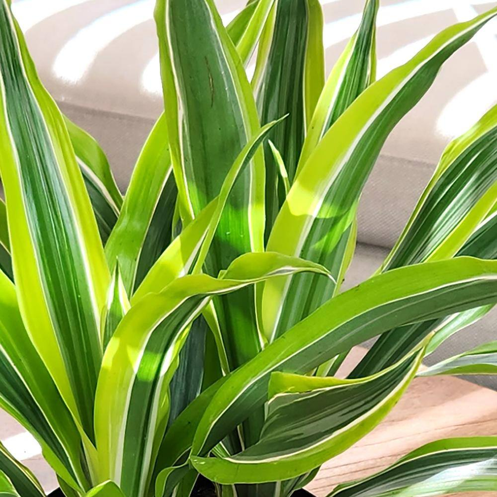 Lemon Lime Corn Plant in 6" White Décor Pot | Easy Care, Filtered Sun | Element by Altman Plants