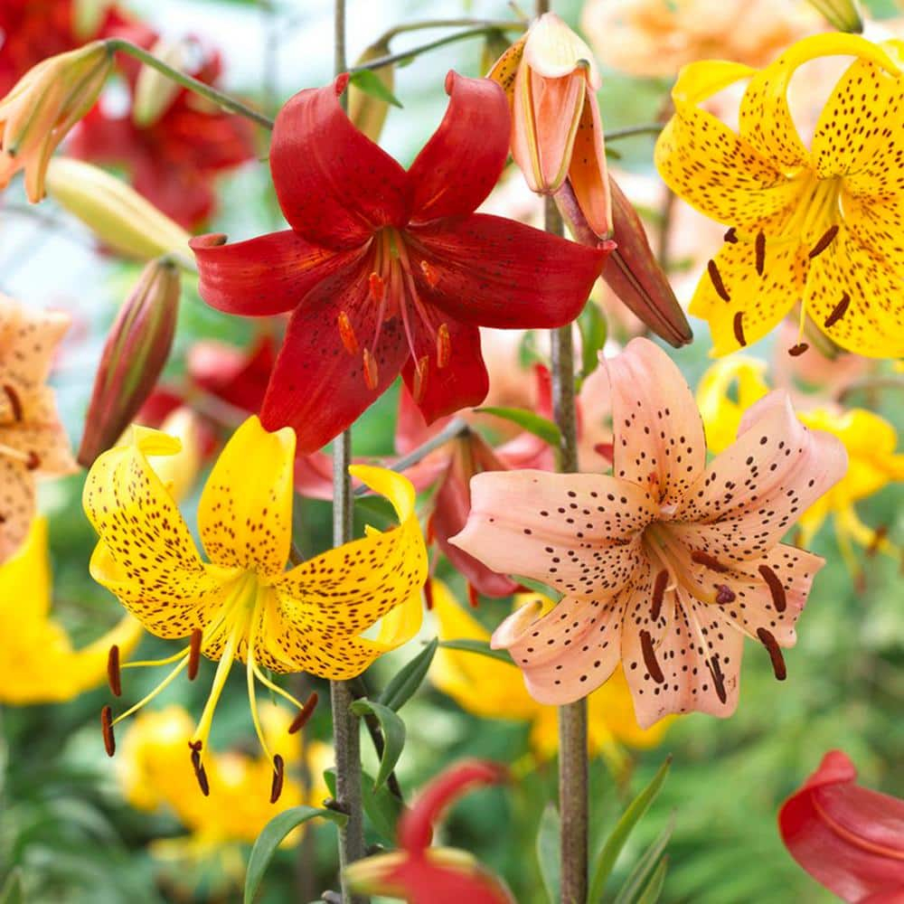 Van Zyverden Tiger Lilies Value Blend Set of 18 Bulbs Multicolor Partial Sun Easy to Grow 3 lbs