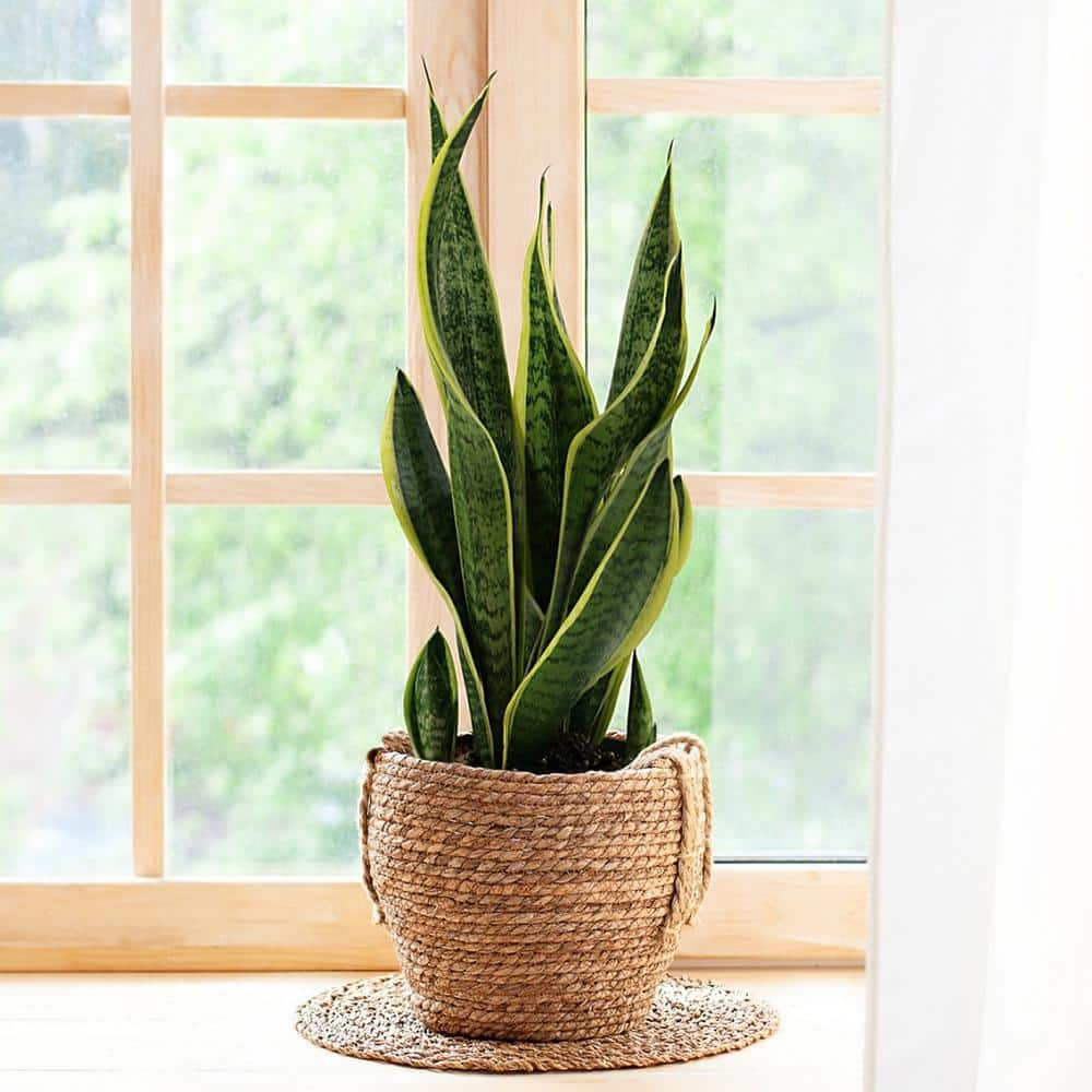 6 in. Laurentii Snake Plant in 7 in. Matte Black Hyde Container