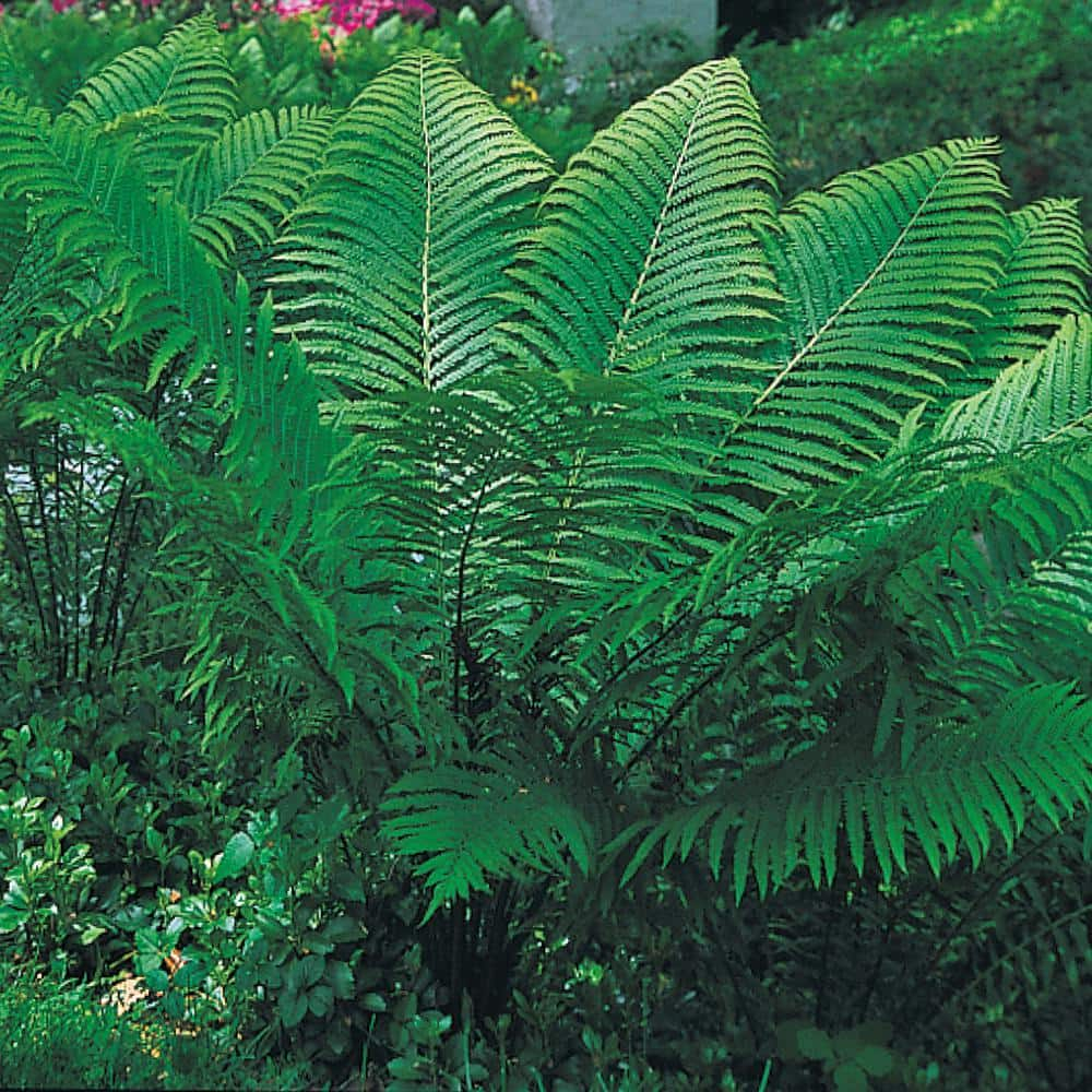 Tennessee Ostrich Fern Dormant Bare Root Starter Perennial Plant, 1-Pack