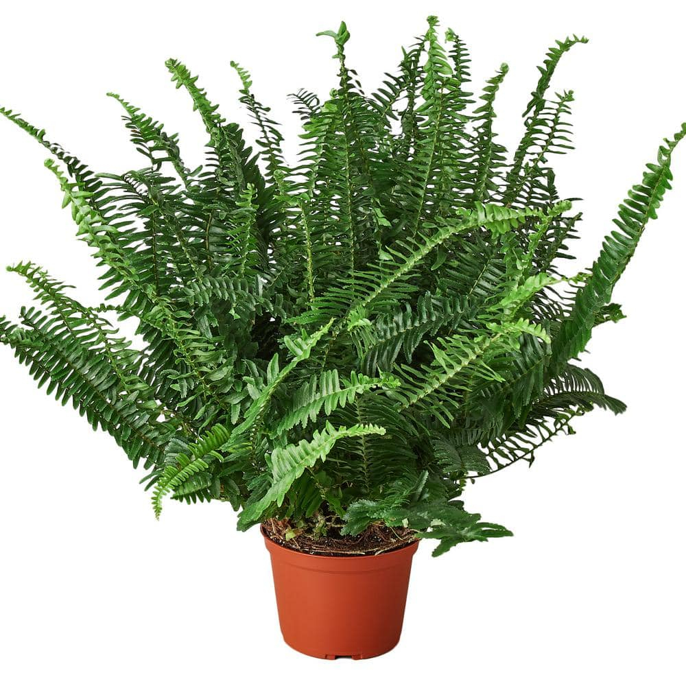 Jester's Crown Fern in 6" Terracotta Pot